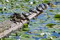 MGA89157R ducks turtles Deer Lake